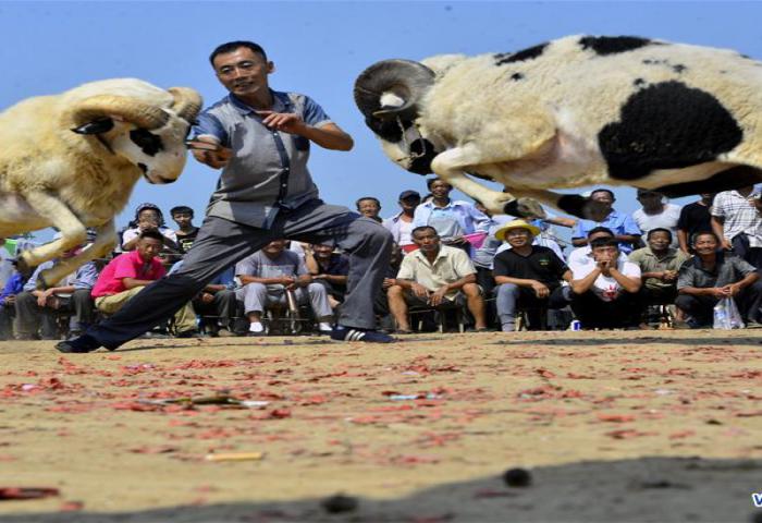 Serunya Tarung Kambing Jantan di China